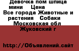 Девочка пом шпица мини  › Цена ­ 30 000 - Все города Животные и растения » Собаки   . Московская обл.,Жуковский г.